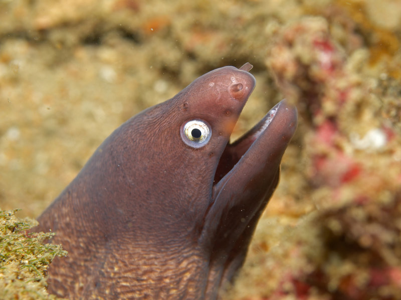 White Eyed Moray Eel